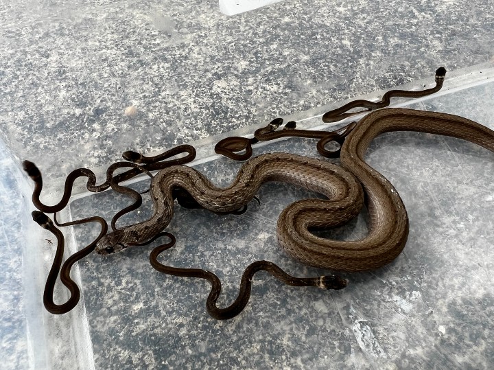 DeKay's Brown Snake